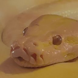slitherin