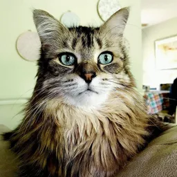 steemcats