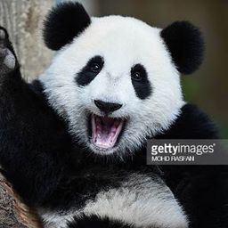 steemcuriosity