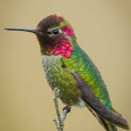 sunkanmi