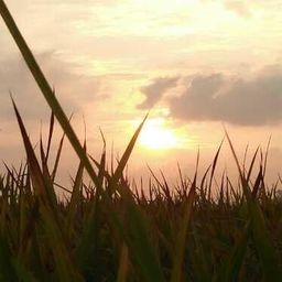 sunrice308