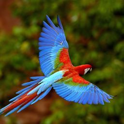 superparrot