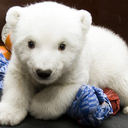 supersaiyanbear