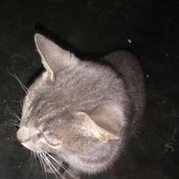 teffi07