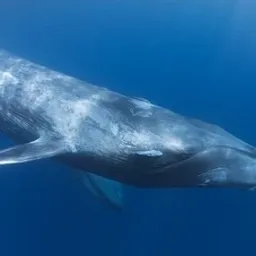 thebigwhale
