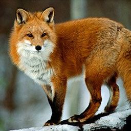 thefox127