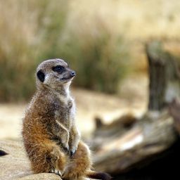 themeerkatway