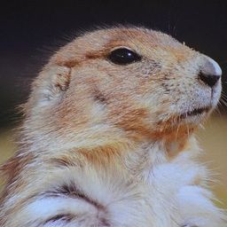 theprairiedog