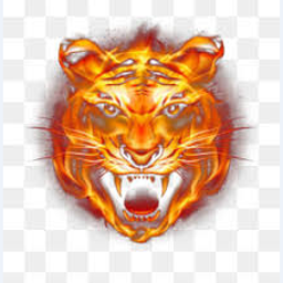 tigar-steem