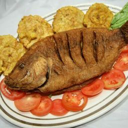 tilapia