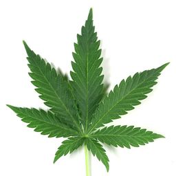 ukcannabis