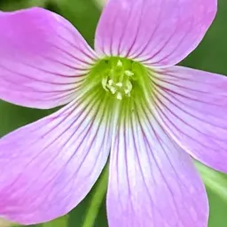 violaceae
