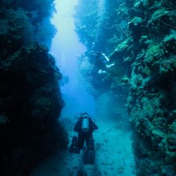 vitaminsea
