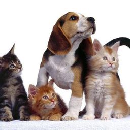 vote.pets
