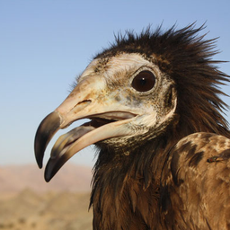 vulture
