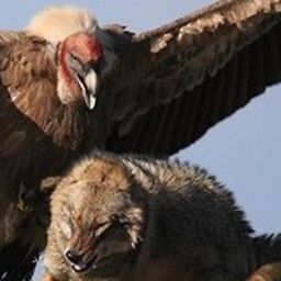 vulturespick