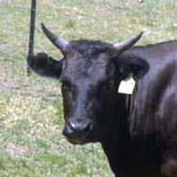 wagyu