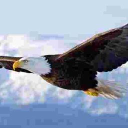 wasaneagle