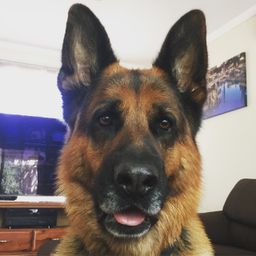 yahtzeedog