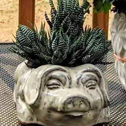 zenpig